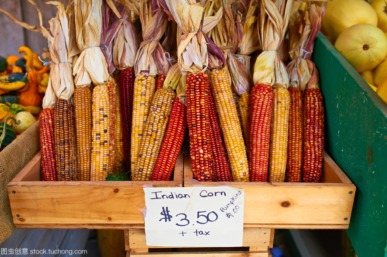 秋收感恩 印度农场的多彩谷物