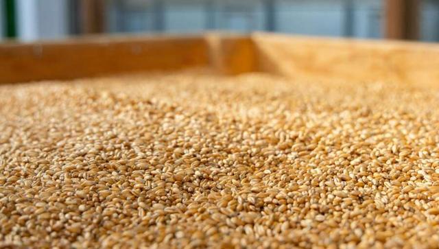 阿根廷谷物出口税仅三天后恢复，70亿美元销售上限达标引发市场关注