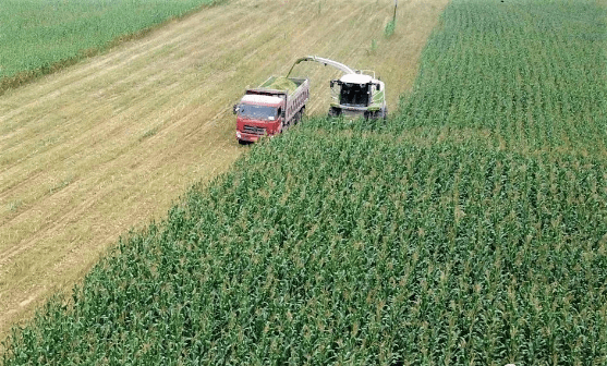 从“羊随草走”到“草随羊种” 环县草产业实现三大转变，助推谷物销售新格局